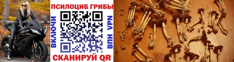Купить  Карталы  Галлюциногенные грибы мухоморы 